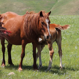 乌兰布统草原上小马驹的幸福时光