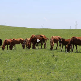 马儿悠闲地在草原上吃草